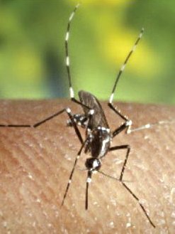 Aedes albopictus cdc Mosquito death star in development
